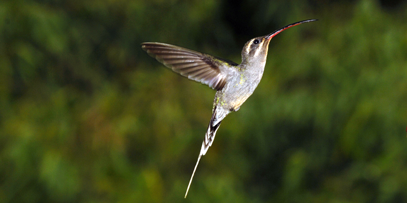 Manu Birding Experience: birdwatching in cloud forest and Amazon foothills